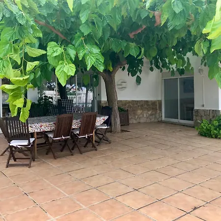 Eucaliptus Alcossebre